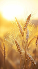 Golden wheat stalks bathed in warm sunlight at sunset.