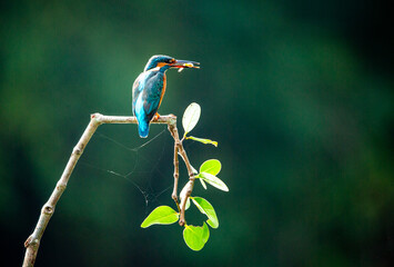 kingfisher foraging