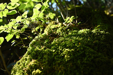 Climbing Mt. Shirasuna, Gunma, Japan