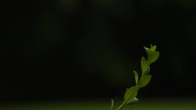 cinematic b roll of a plant