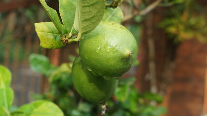 lemon on tree