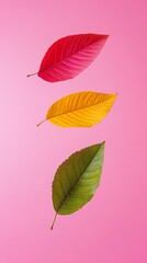 Obraz premium Three colorful autumn leaves on pink background