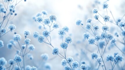 Delicate blue flowers with soft focus background