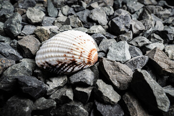 Close-up of a unique shell resting on a bed of smooth grey stones in natural light