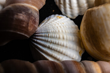 Close-up of intricate shell details highlighting textures against a dark background in natural...