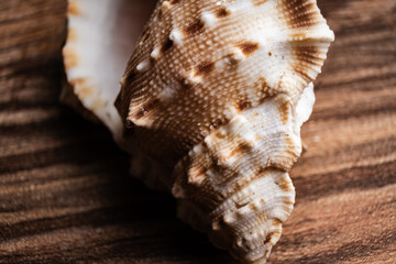 Detailed close-up view of a shell resting on a wooden surface, showcasing its unique texture and patterns