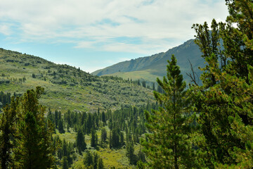 A rare cedar forest overgrown on the gentle slopes of a high mountain range under a summer cloudy sky.