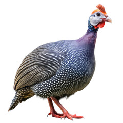Guinea fowl chicken isolated on white background clipping path include