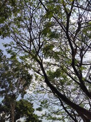 trees and sky