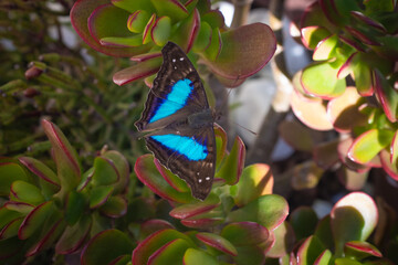 Blue and black butterfly on succulent plant, vibrant colors © Valmir Fernando