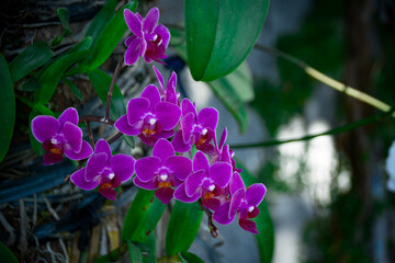 Cluster of vibrant purple orchids with green leaves