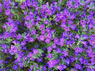 Naklejka premium purple and yellow flowers