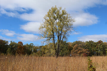 Single cottonwood tree with yellow leaves during autumn in a field at Somme Prairie Nature Preserve in Northbrook, Illinois
