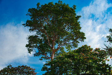 Pau-Mulato tree against a vibrant blue sky and scattered clouds.