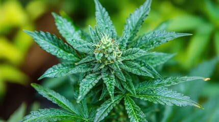 Cannabis plant with dew drops, isolated on a green nature background,