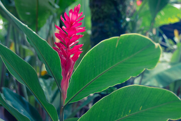 Obraz premium Bright pink ginger flower with large green tropical leaves.