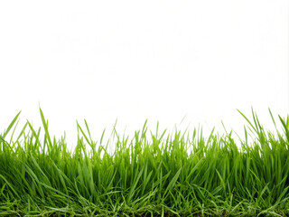 Fototapeta premium green grass isolated on white background. grass, nature, isolated, summer, lawn, field, plant, spring, meadow, white, growth, garden, green, season, fresh, vector, color, ecology, environment, horizon