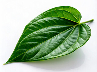 Obraz premium leaf. leaf, green, isolated, plant, white, nature, fresh, basil, herb, food, leaves, macro, closeup, organic, tree, freshness, flora, ingredient, close-up, natural, healthy, single, vegetable, summer,