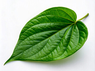 Obraz premium green leaf isolated on white. leaf, green, isolated, nature, plant, leaves, white, macro, tree, fresh, closeup, foliage, natural, single, environment, organic, herb, summer, mint, freshness, flora, cl