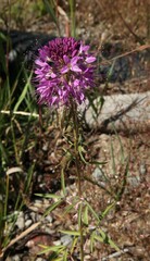 Rocky Mountain Bee Plant (Cleome serrulata) purple wildflower in Yellowstone National Park, Wyoming