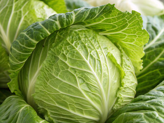 Fototapeta premium head of cabbage. cabbage, vegetable, food, agriculture, leaf, garden, plant, healthy, organic, salad, nature, fresh, leaves, vegetables, diet, farm, raw, field, lettuce, vegetarian, grow, head, green,