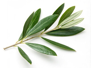 Fototapeta premium bay leaves isolated on white. leaf, green, plant, isolated, nature, leaves, white, branch, sage, food, tree, fresh, olive, herb, salvia, spice, closeup, organic, white background, ingredient, healthy,