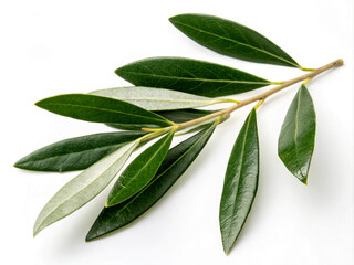 leaves. leaf, plant, nature, isolated, leaves, branch, tree, sage, food, white, olive, foliage, herb, closeup, flower, spice, fresh, organic, green, botany, stem, spring, twig, garden, flora