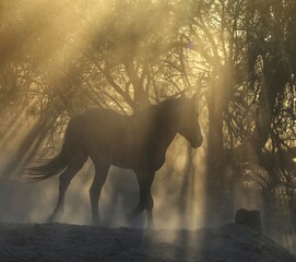 Wild Horse in Morning Light 