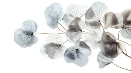Elegant composition of silver dust lunaria leaves, isolated on a pure