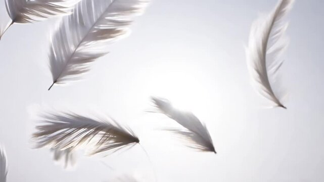 This enchanting animation features feathers gracefully floating in a continuous loop, creating a serene and calming visual experience. Each feather drifts effortlessly through the air, showcasing deli
