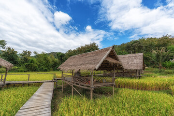 Rice Farm View in Luang Prabang