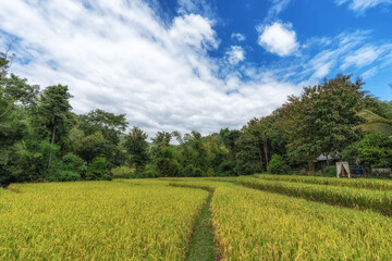 Fototapeta premium Rice Farm View in Luang Prabang