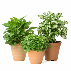 Fototapeta premium Three potted plants isolated on white background, green, leaves, foliage, houseplant, indoor plant