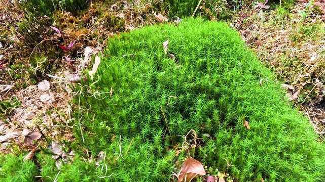 Polytrichum Moss at Glengoyne Distillery