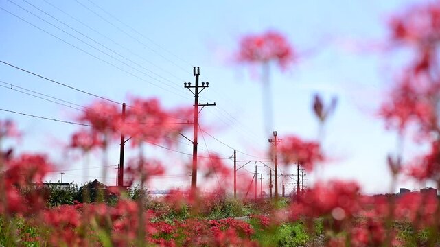 彼岸花の咲く秋のいなべを走るED45形電気機関車牽引の貨物列車 （三岐鉄道 三岐線 三里 - 丹生川, 2024年10月）