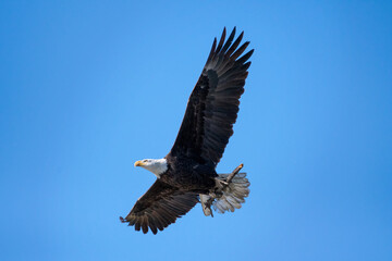 American Bald Eagle Building Nest, Carrying Branch Through Clear Blue Sky