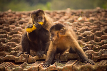 Two brown capuchin monkeys (Sapajus apella) sharing a banana