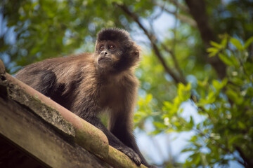 Obraz premium Brown capuchin monkey (Sapajus apella) gazing in treetop, Itatiaia, RJ