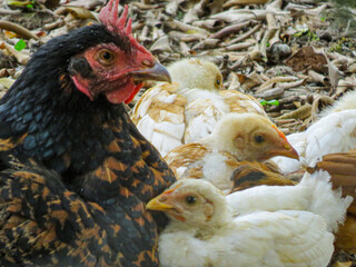 A mother hen, Gallus gallus domesticus