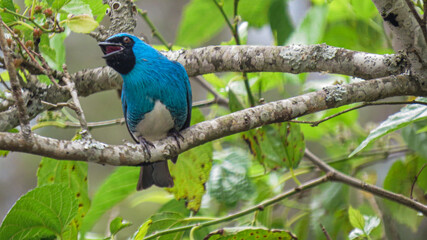 A Swallow (Hirundo rustica) perched on a tree branch in a lush forest.