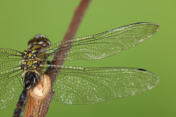 Beautiful dragonfly on green background, macro view