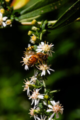 Honey Bee on flower