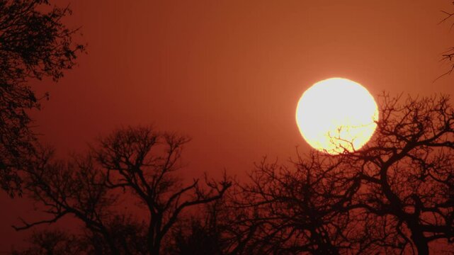 Closeup Shot Of Savanna Sunrise and Acacia Tree in Tanzania Africa. 4K Footage
