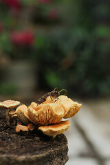 Photo of a longhorned beetle on a mushroom.