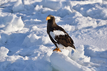 Bird watching with floating ices in winter