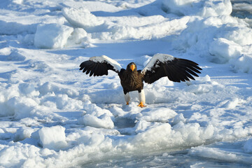 Bird watching with floating ices in winter