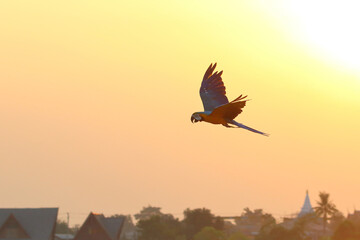 Beautiful Macaw parrot flying in the sky during sunset. Free flying bird