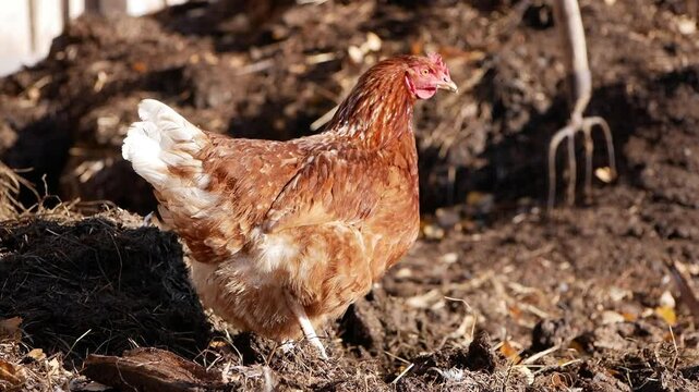 Brown hen scratching the ground with its feet, searching for food in a sunny farm setting. The scene captures the essence of rural life and natural foraging behavior