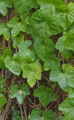 ivy growing on a tree