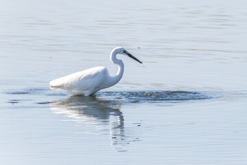Egrets fish on the Beidaihe beach in Qinhuangdao city, Hebei province, China.